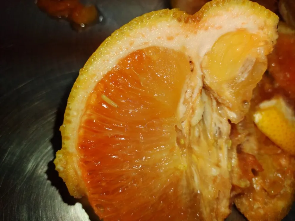 El Senasa logró detener el ingreso de más de 1 tonelada y media de fruta infestada de Mosca de los Frutos