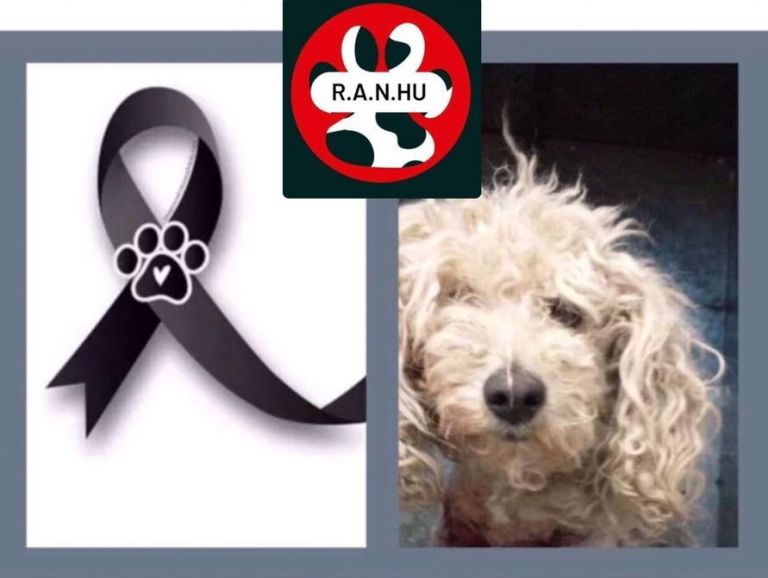 “Lola” murió tras ser atacada por un pitbull y piden ayuda para cubrir sus gastos veterinarios