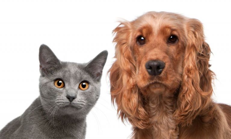 Realizarán desparasitación y vacunación antirrábica de mascotas: mirá cuándo y dónde