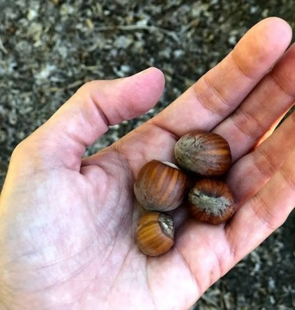 Nuestros valles son los principales productores de avellanas del país
