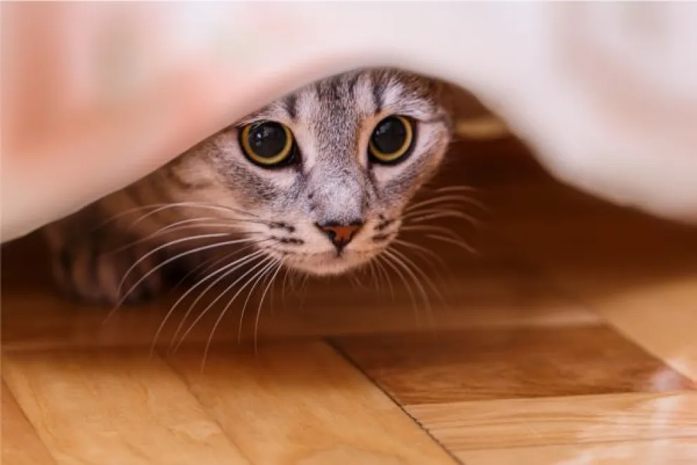 Mascotas: las señales que indican que tu gato está estresado y cómo actuar frente a ello