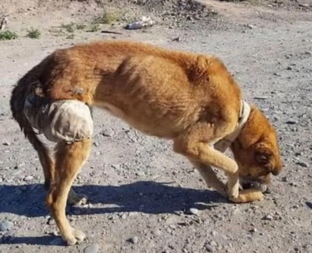Una perra fue abandonada con su hocico y patas atadas: necesita un hogar de transito 