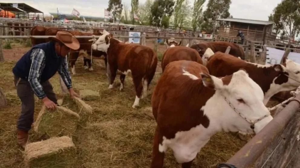 Un paseo diferente: comienza la Expo Ganadera del Alto Valle en Paso Córdoba