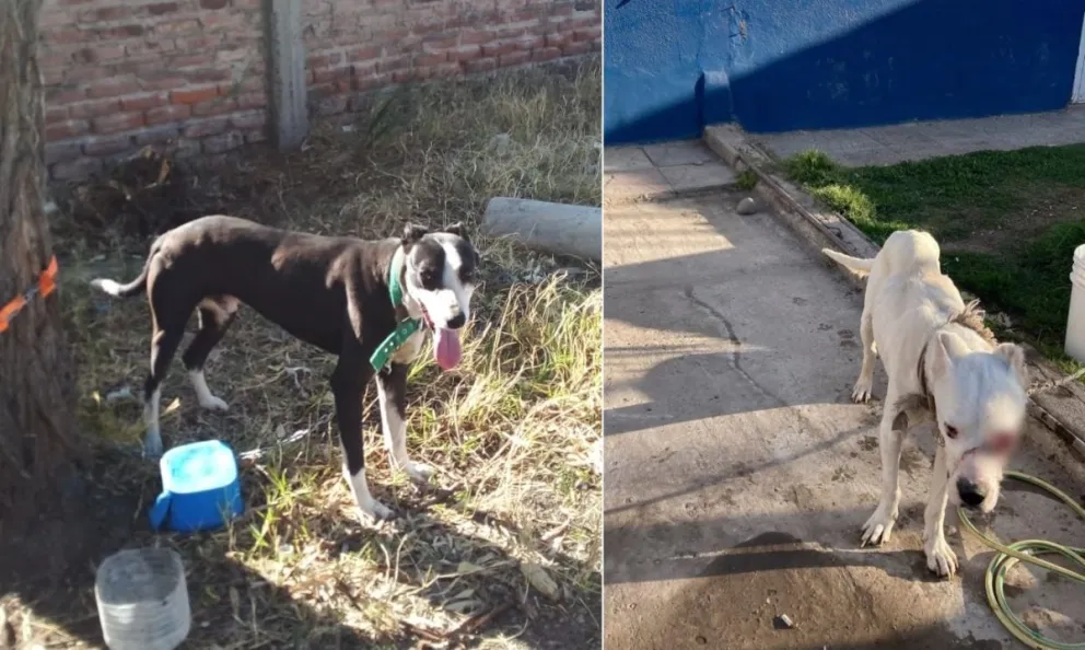 Maltrato animal: Dos hechos en dos localidades distintas en los que tuvo que intervenir la policía