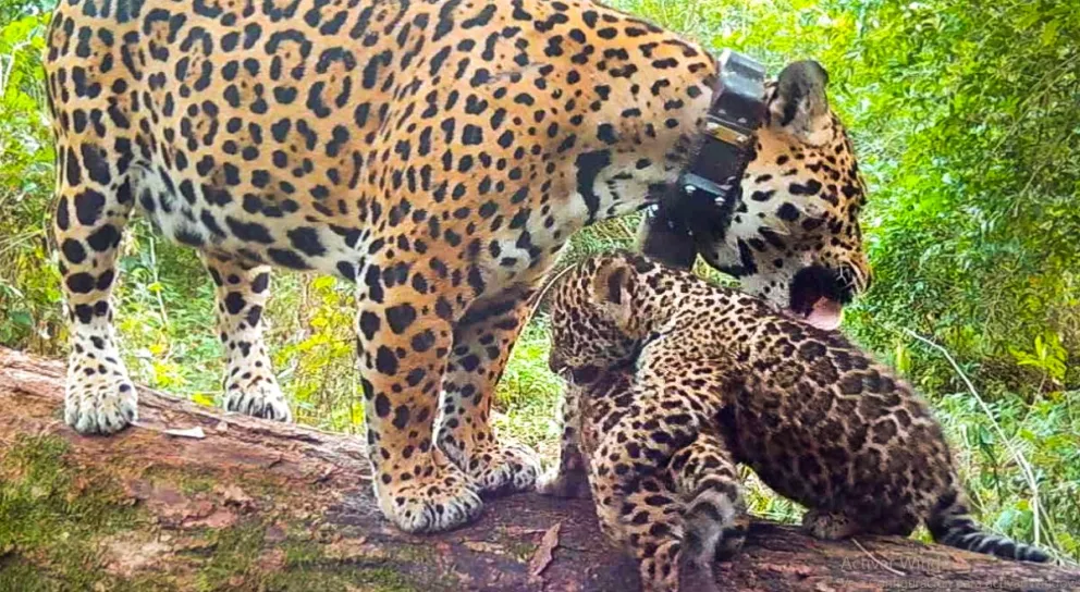 Esteros del Iberá: dos yaguareté nacieron y aumenta la población de los felinos