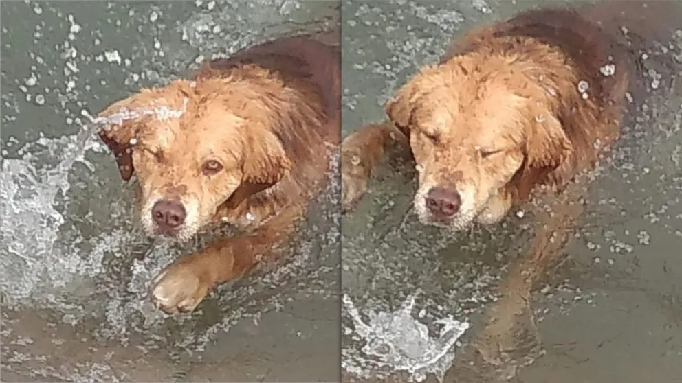 Los bomberos rescataron un perro del Canal y se reavivó el pedido de “barras de sujeción” 