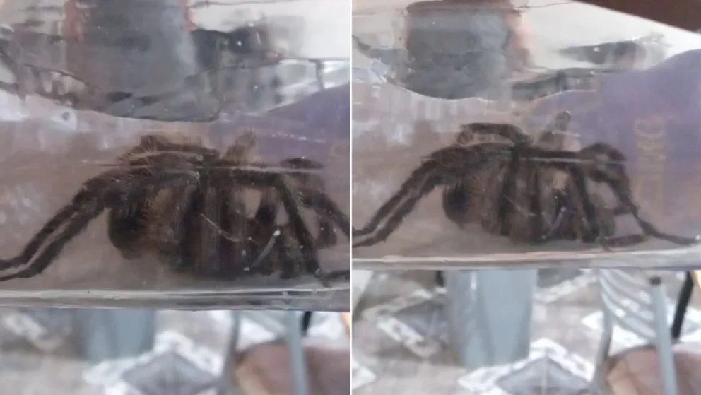 Por la falta de desmalezamiento en un barrio aparecieron arañas de gran tamaño 