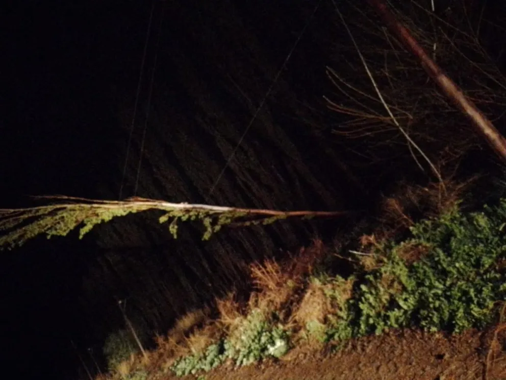 Lo que la lluvia nos dejó: caída de rayos y álamos generaron apagones en Roca