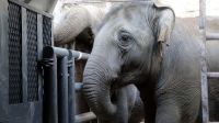 Falleció Pocha, la elefanta trasladada desde Mendoza a un santuario en Brasil