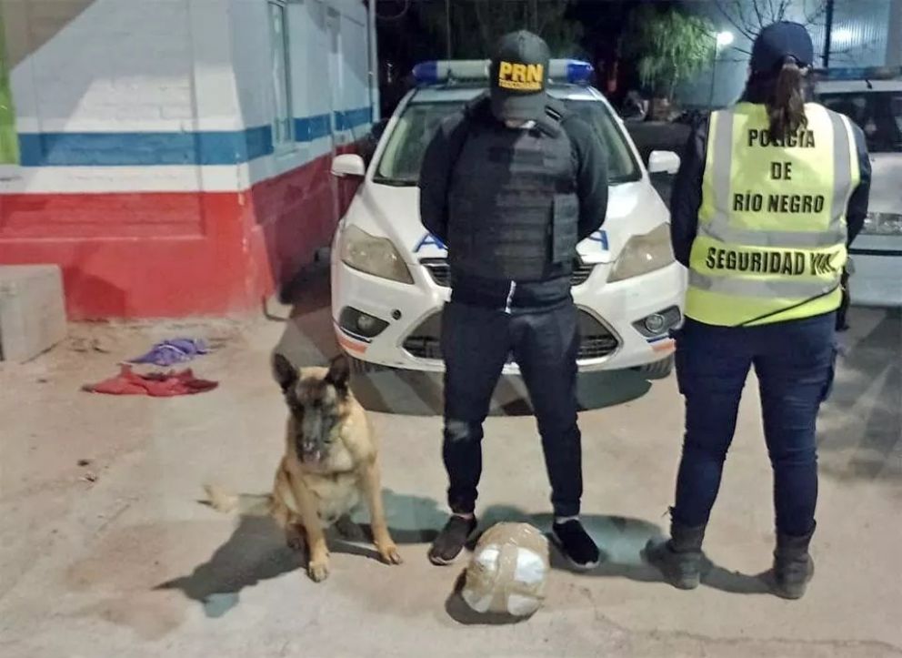 drogas perro