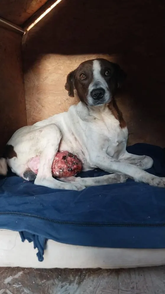 Tito, el perrito que necesita la ayuda de todos para seguir viviendo