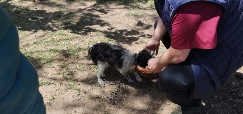 Maltrato animal: Rescataron un perro sin los cuidados correspondientes en un domicilio de Roca