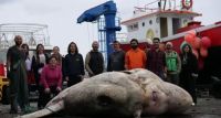 Portugal: hallaron un pez luna que pesa casi 3000 kilos y mide más de tres metros 