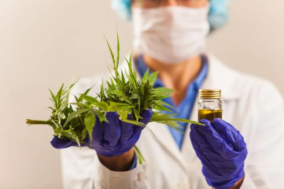 Así funcionará la primera cadena productiva de cannabis medicinal controlada científicamente