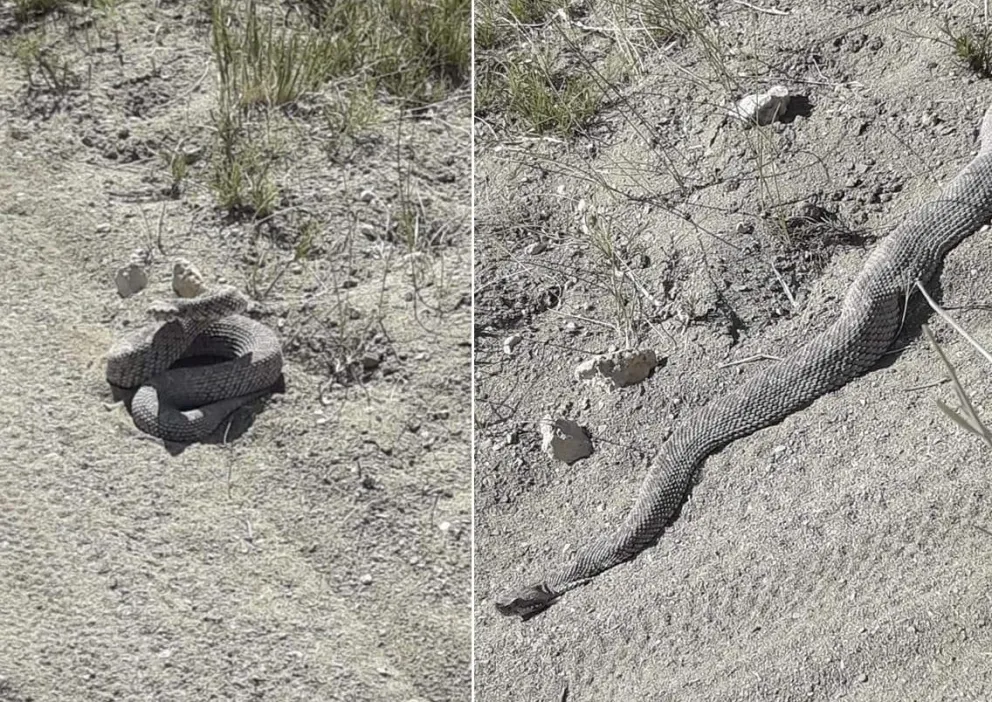 Una persona que circulaba por las bardas se encontró con una serpiente de gran porte