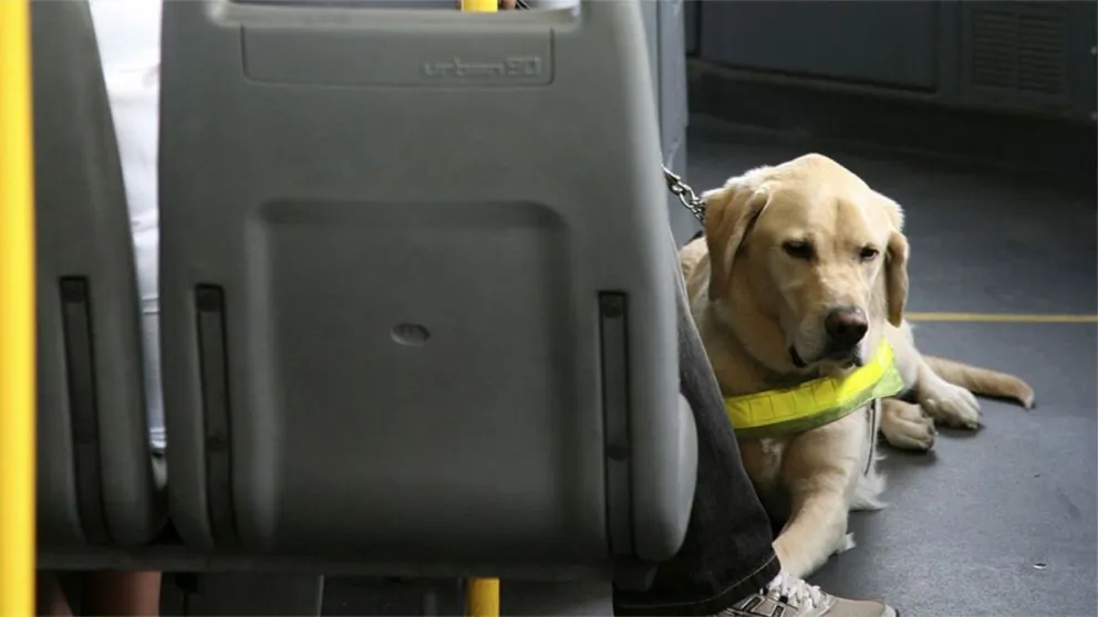 Presentaron un proyecto para habilitar el traslado de mascotas en el transporte público