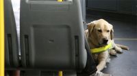 Presentaron un proyecto para habilitar el traslado de mascotas en el transporte público