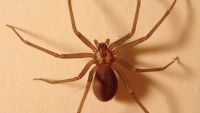 Araña del rincón: cómo reconocerla y qué hacer en caso de picadura