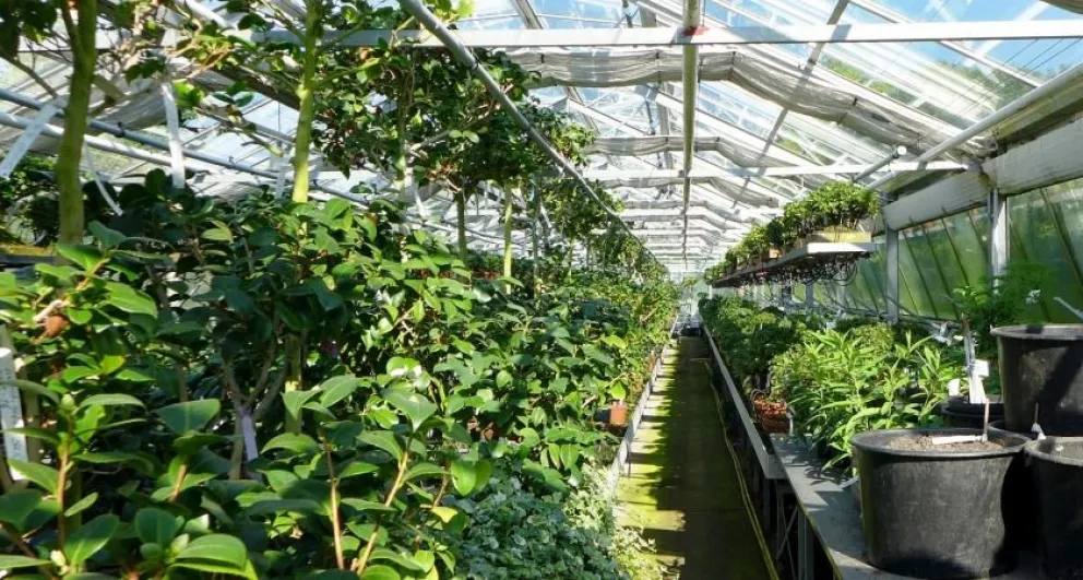 Compró más de un $1.500.000 en plantas, pagó solo 300 mil: ahora deberá cancelar la deuda