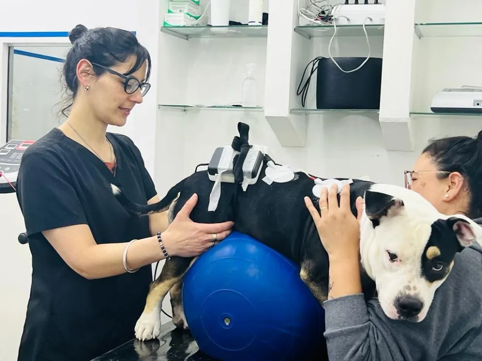 “Muchos perros que han pasado por fisioterapia se han salvado de ser eutanasiados”