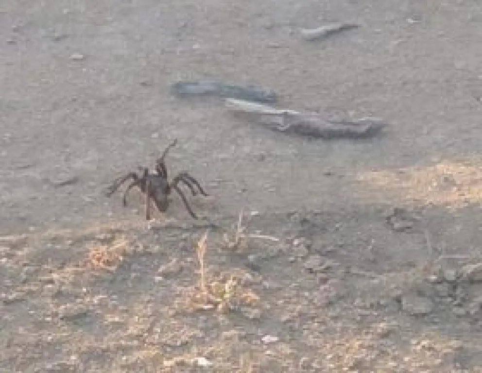 Encontraron una araña XXL mientras caminaban por la barda 