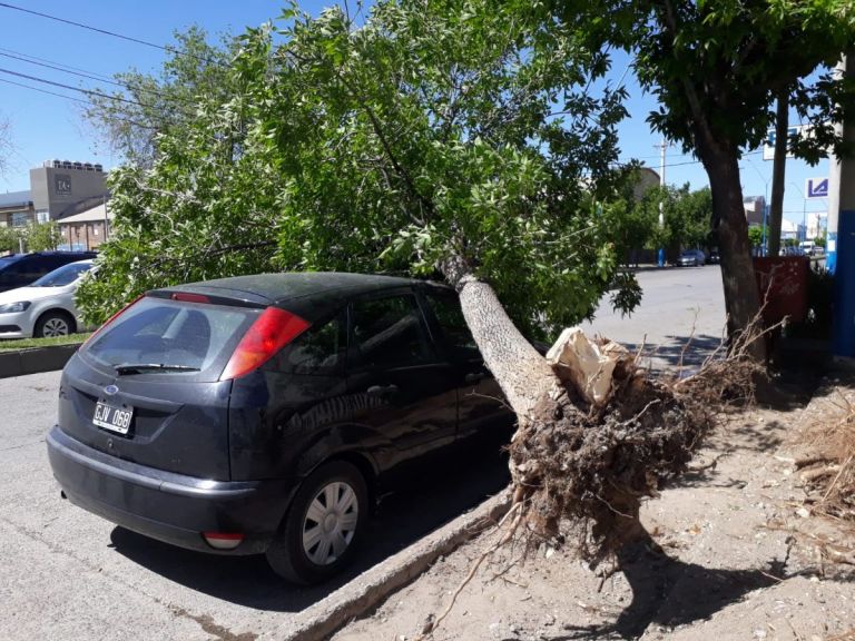 El viento provocó caída de ramas y árboles: Los autos sufrieron las consecuencias