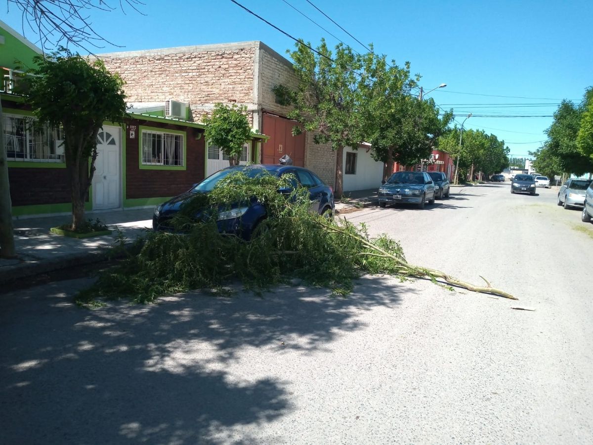 rama sobre &aacute;rbol viento auto san cayetano