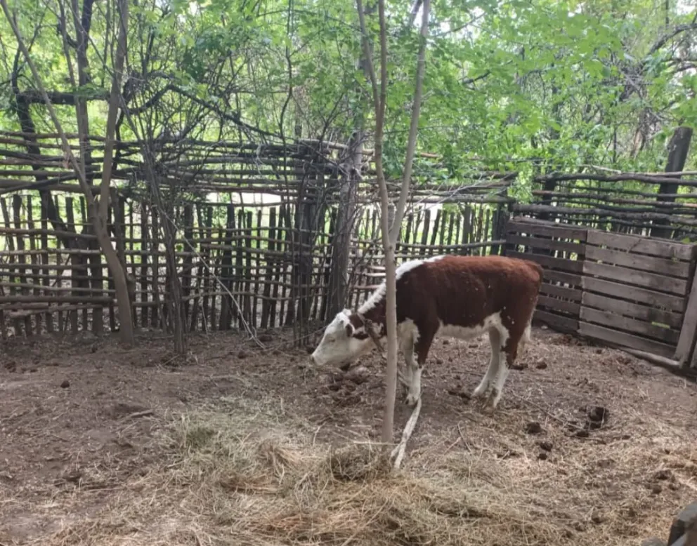 Dos sujetos fueron detenidos luego de robarle tres vacas a un ganadero