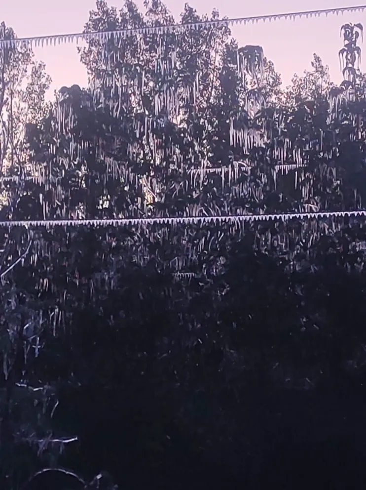 Alarmante: Productores de Roca se vieron afectados por las heladas tardías