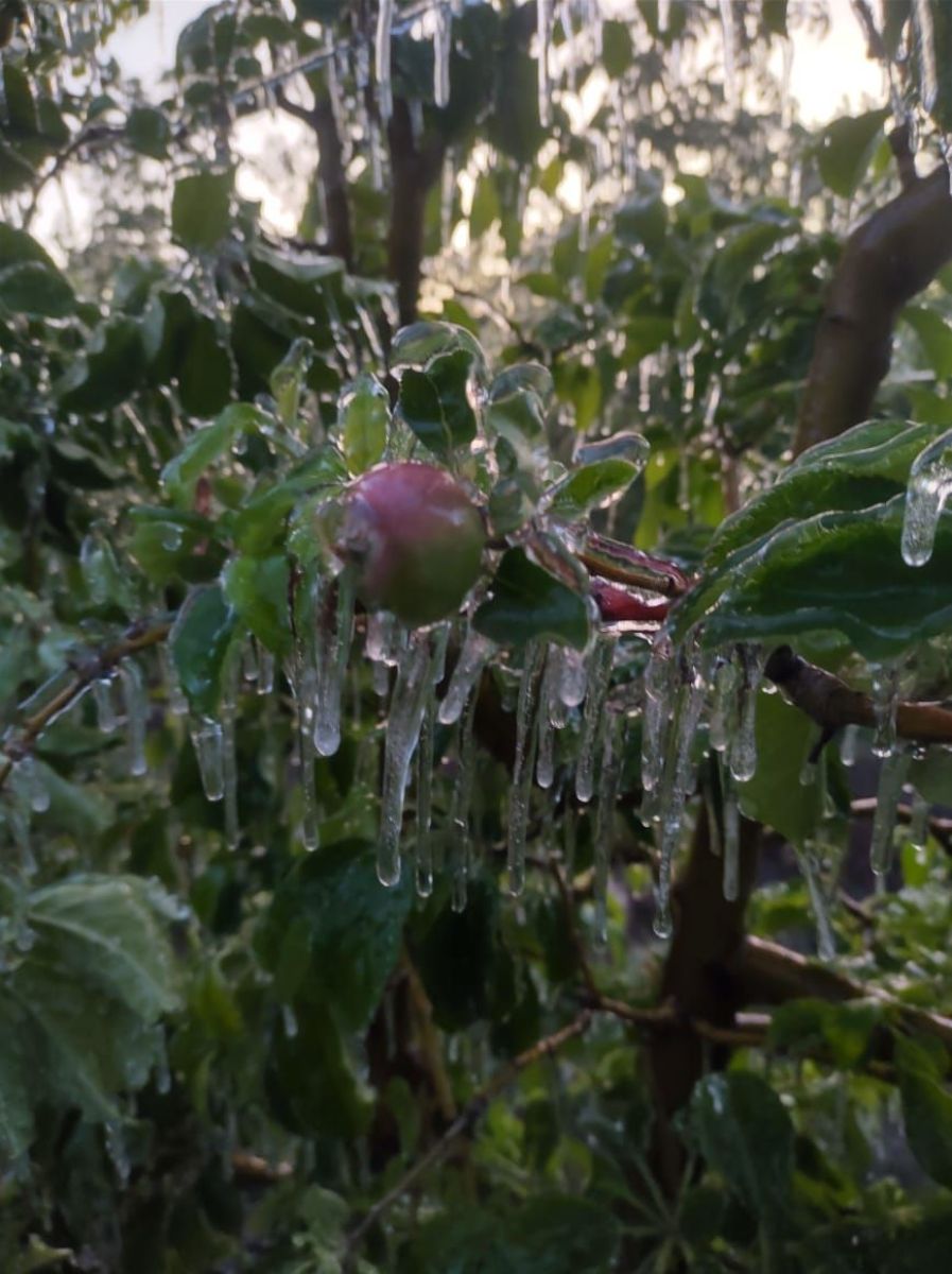 heladas tard&iacute;as