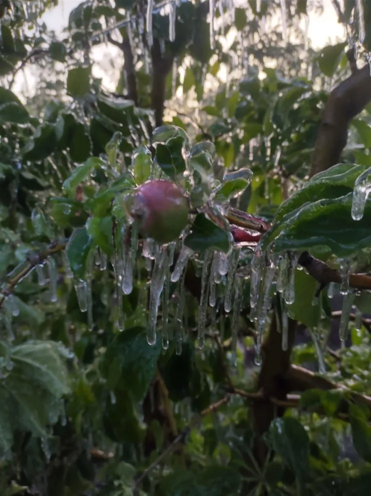 Clima: caerá helada en pleno diciembre, de cuánto será la mínima este sábado?