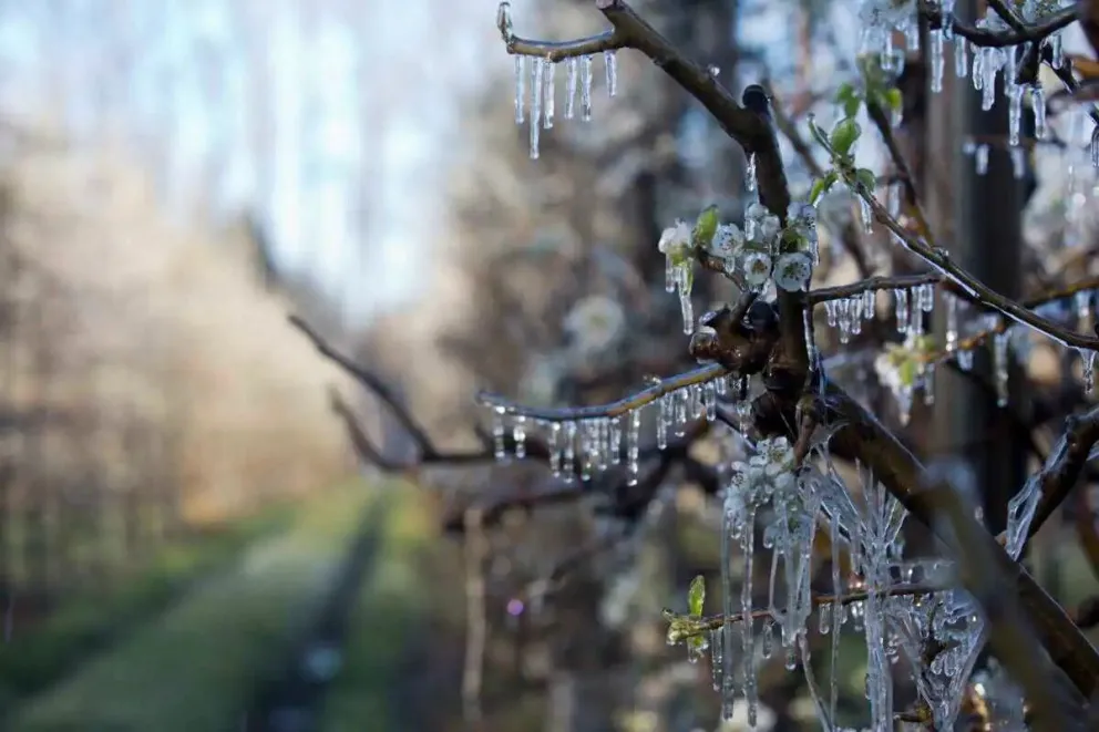Clima: ¿vuelven las heladas al Alto Valle?