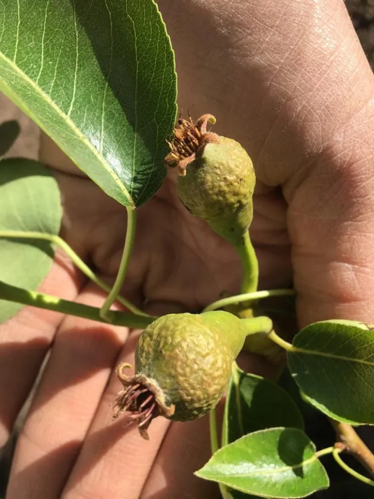 Por los daños producidos por las heladas: Chacareros quieren que se declare la emergencia
