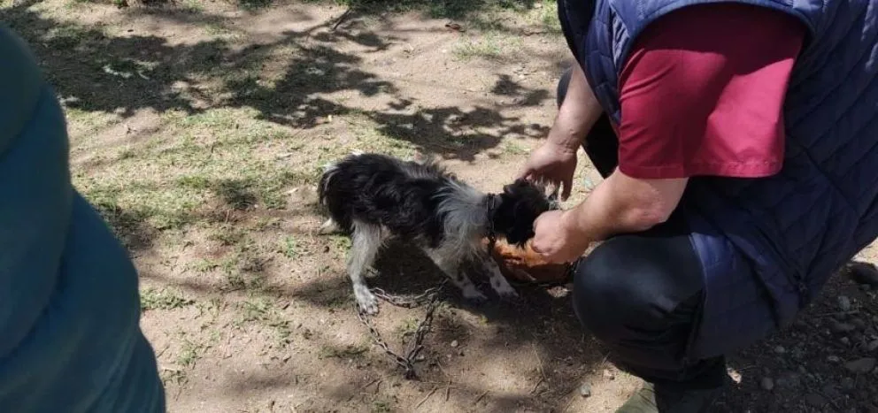 VIDEO: Mirá cómo es la nueva vida de Tomás, el perrito rescatado que estaba atado y desnutrido