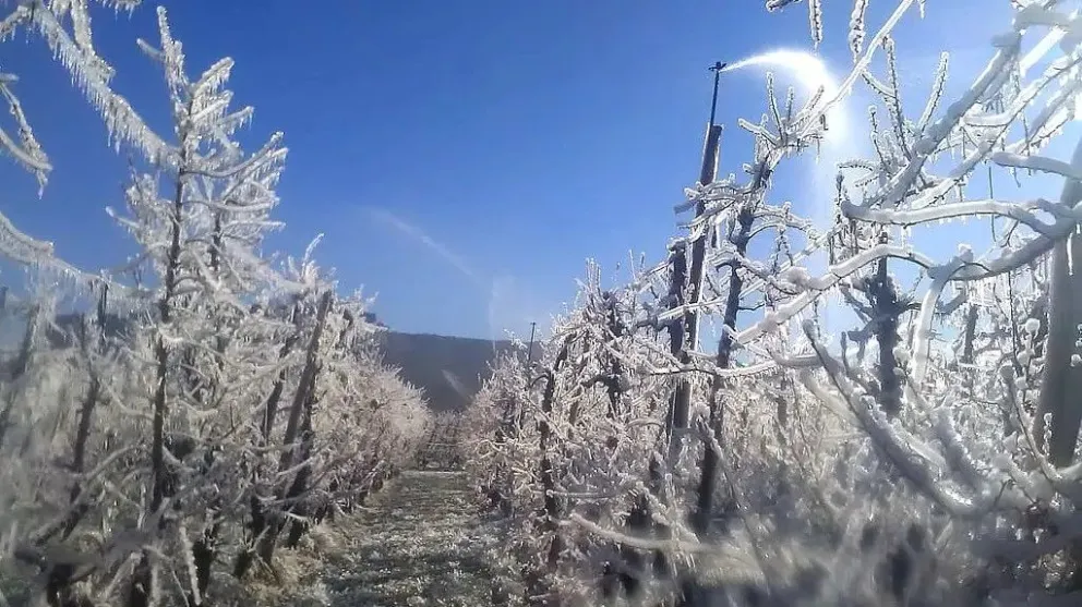 Confirmaron que se declarará la emergencia por heladas en la región