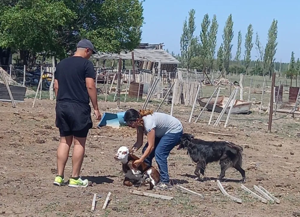 Héroes: Vecinos y proteccionistas rescataron 30 vacas en estado de desnutrición
