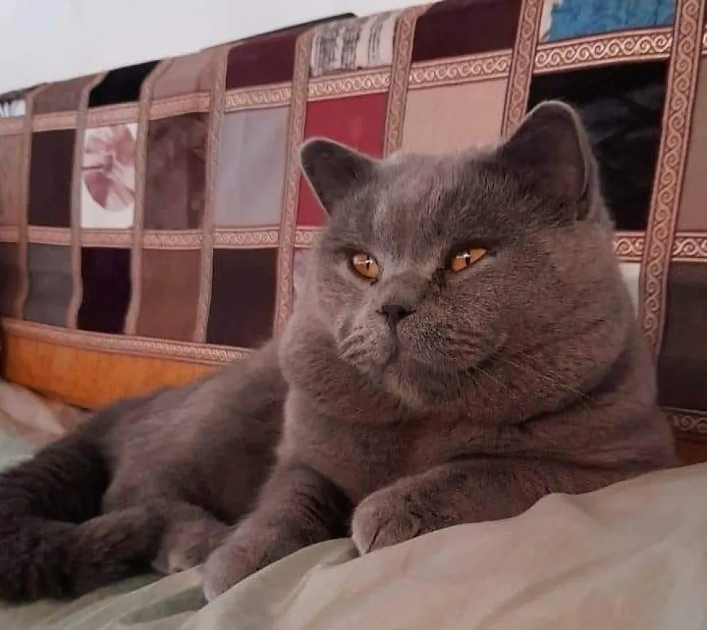 Le robaron el gato y ofrece una recompensa increíble…