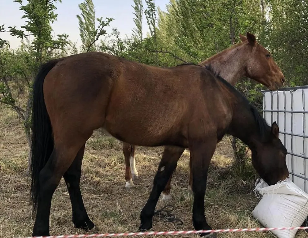 Otro caso de abigeato: desesperado pedido de una joven para encontrar a sus caballos 
