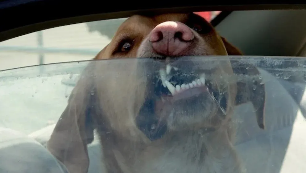 Información importante: ¿es legal romper el vidrio de un auto cuando hace calor y hay un animal dentro?