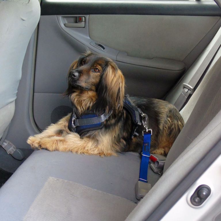 ¿Vas a viajar con tu mascota? Esto es todo lo que debes hacer