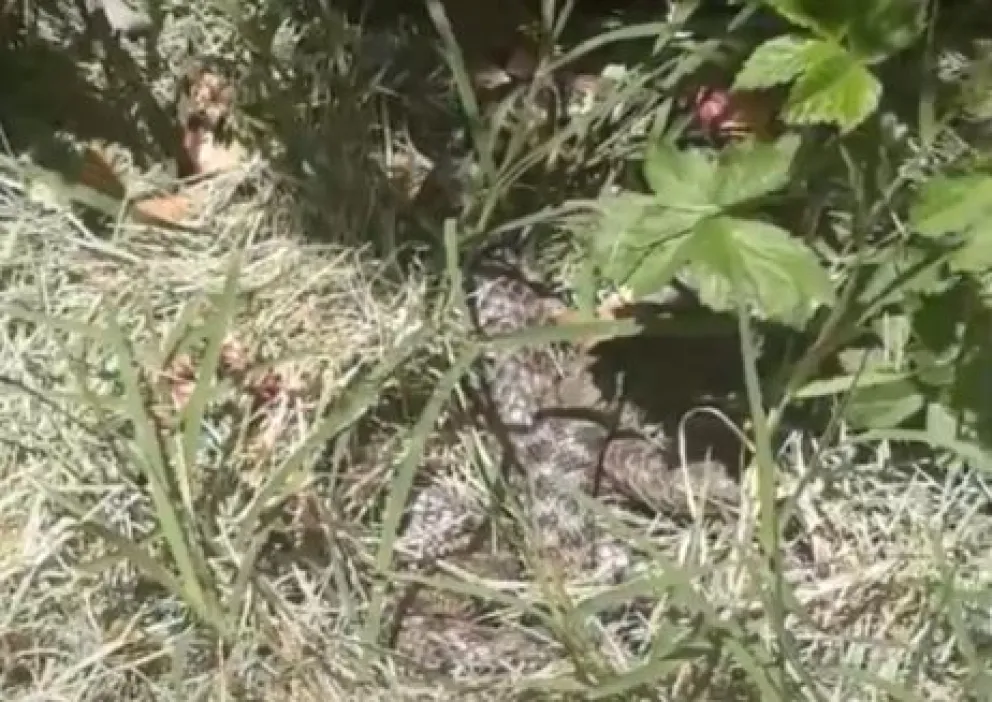 VIDEO: Filmaron una víbora en zona de chacras 