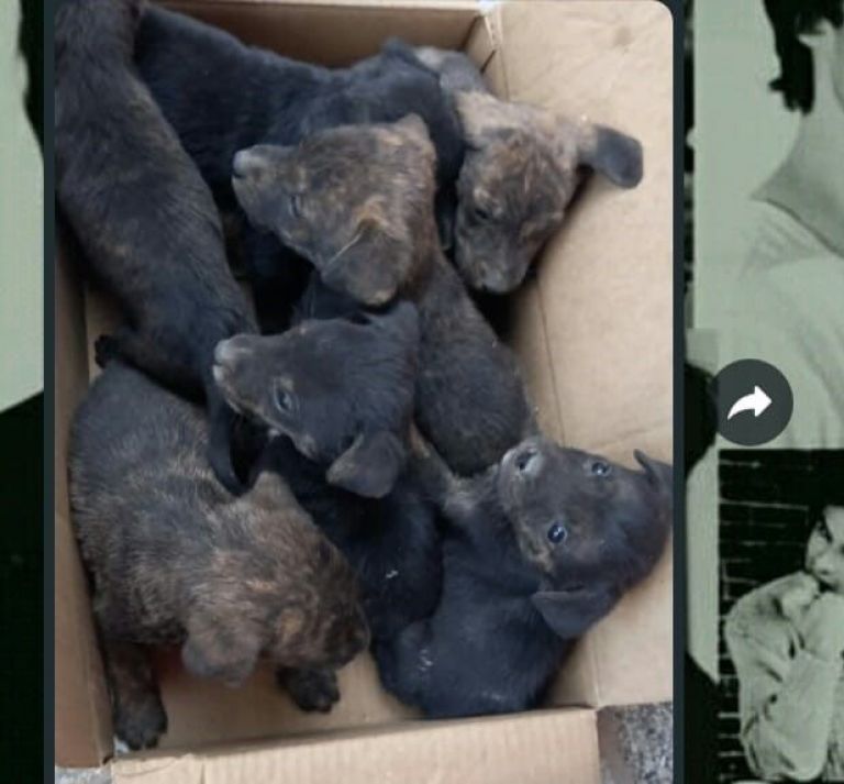 Desalmados: abandonaron a siete cachorritos en una caja