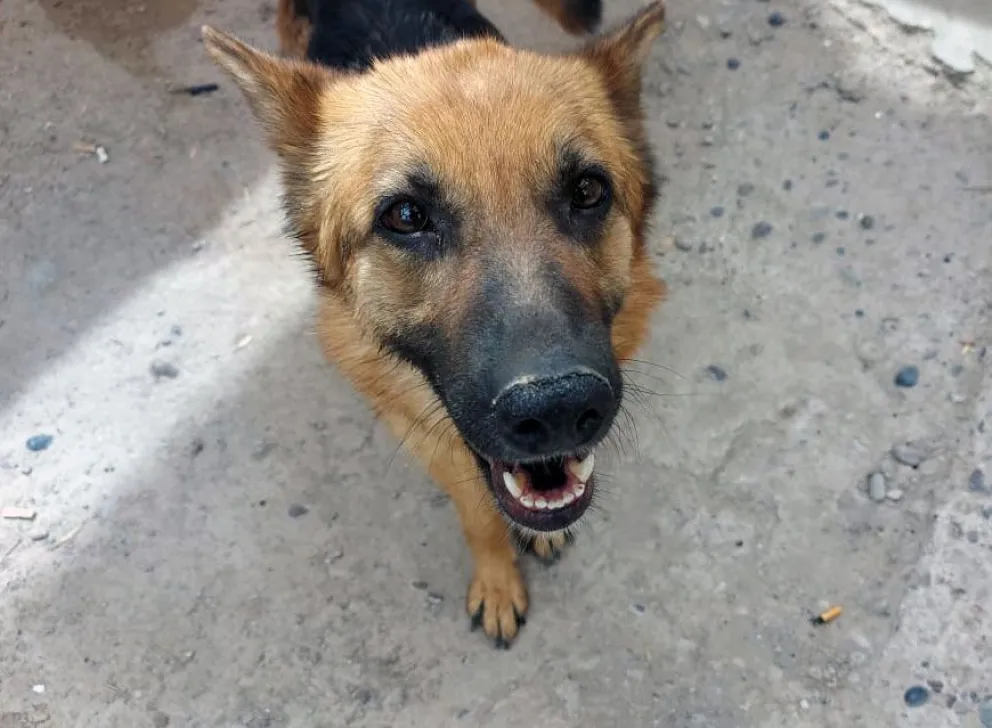 Otro final feliz: sufría maltrato, fue rescatada y una oficial de la policía la adoptó