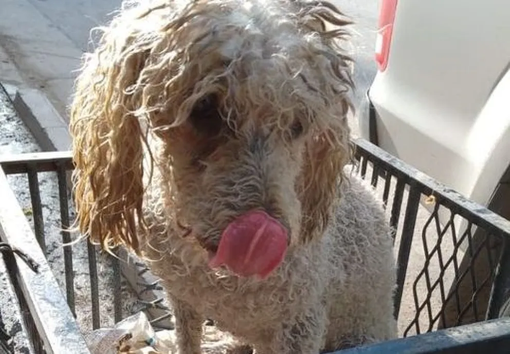 Otro acto heroico: mujer policía rescató a una perrita que se ahogaba en un canal de riego