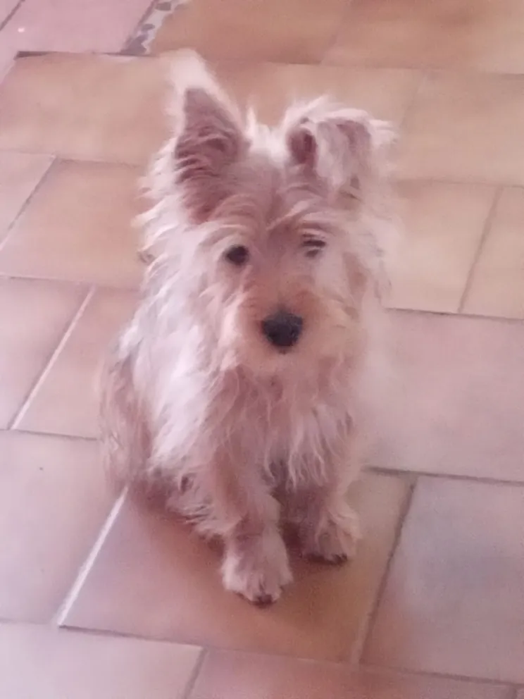Mascotas perdidas: la otra consecuencia de la tormenta