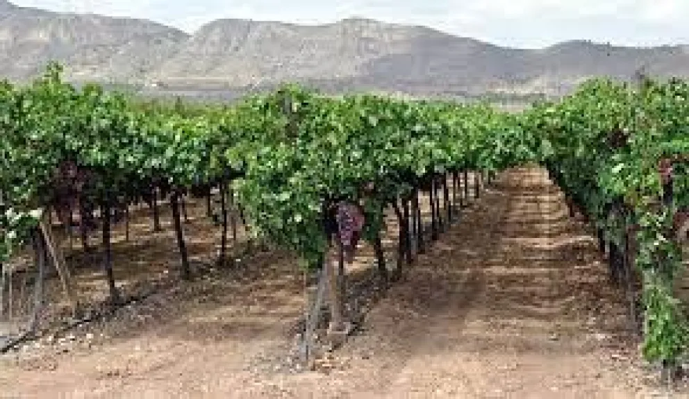 Vitivinicultura: se perdió casi la mitad de la producción de vinos en la región