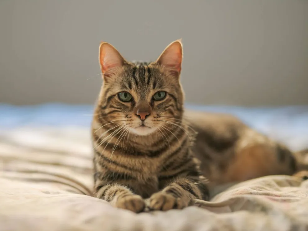 Cuáles son las 10 plantas que pueden intoxicar a tu gato y cómo evitarlo
