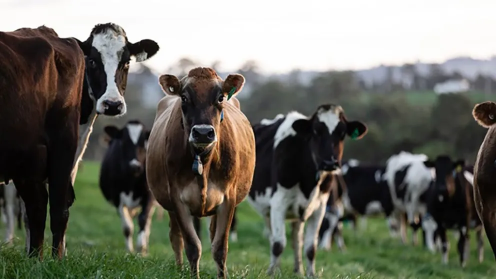 Chaco: faenó y vendió carne de vacas infectadas con tuberculosis