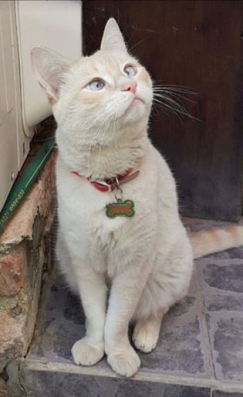 MILO GATO 1