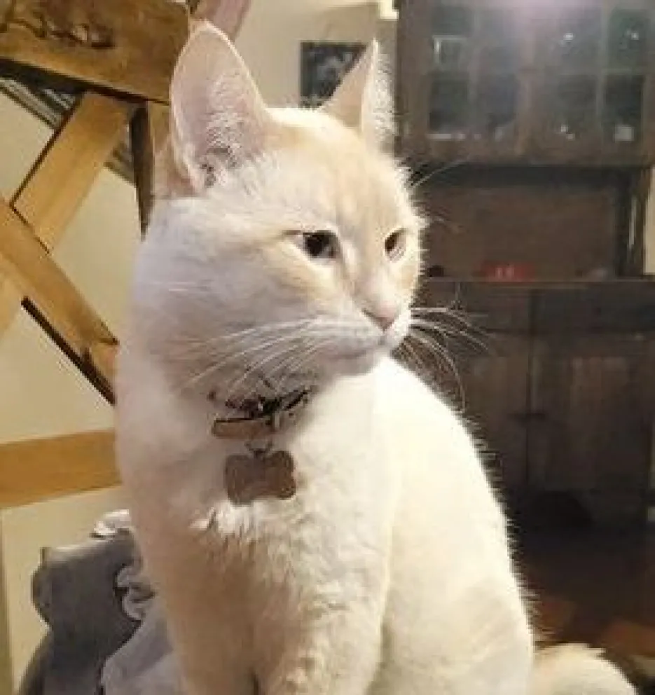 Buscan desesperadamente a Milo, un gato muy "terapéutico" y especial para su familia